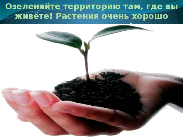 Озеленяйте территорию там, где вы живёте! Растения очень хорошо очищают воздух! 
