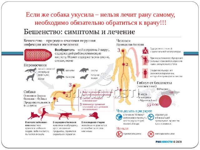 Если же собака укусила – нельзя лечит рану самому, необходимо обязательно обратиться к врачу!!! 