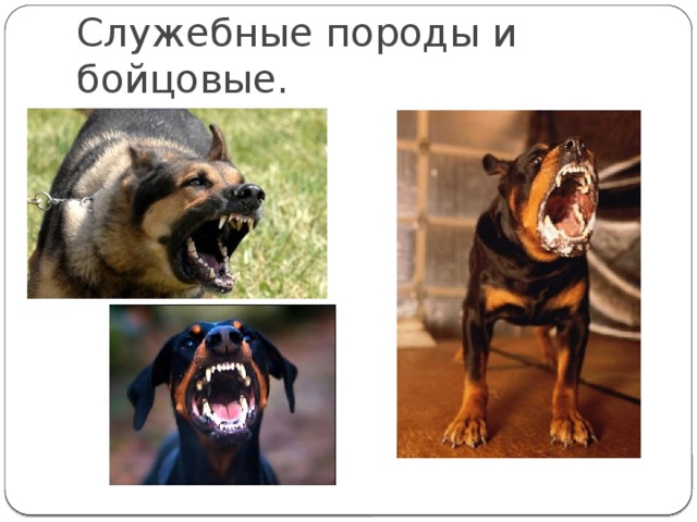 Служебные породы и бойцовые. 