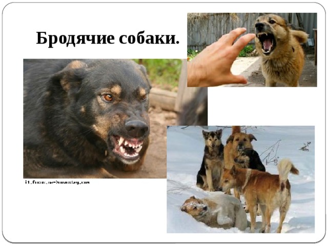 Бродячие собаки. 