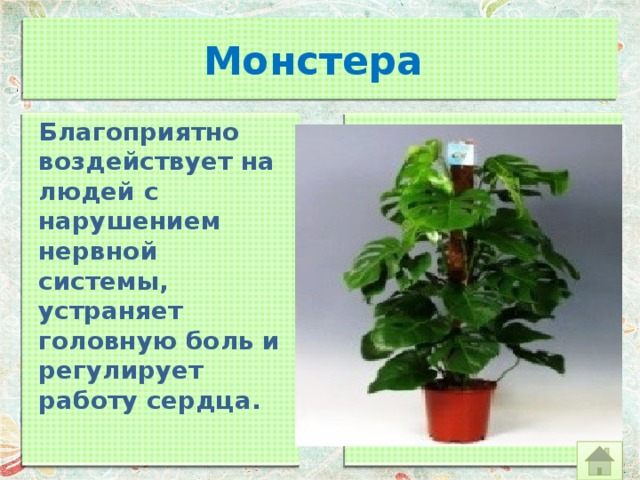 Монстера Благоприятно воздействует на людей с нарушением нервной системы, устраняет головную боль и регулирует работу сердца. 