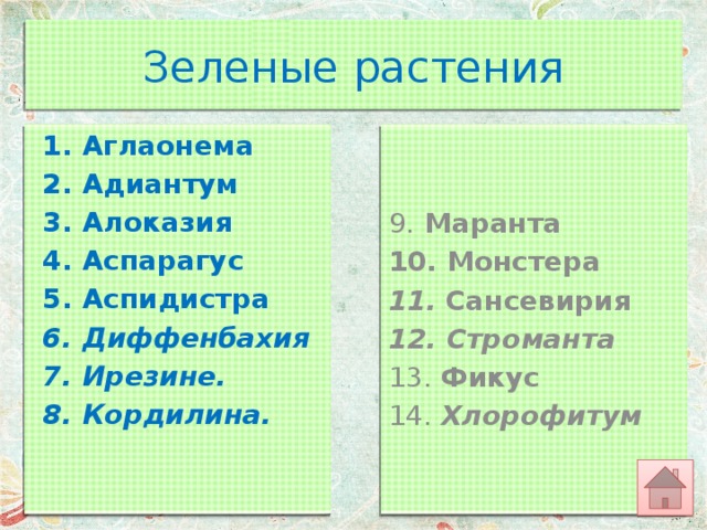 Зеленые растения Аглаонема Адиантум Алоказия Аспарагус Аспидистра Диффенбахия Ирезине.  Кордилина.     9.  Маранта 10. Монстера 11.  Сансевирия 12. Строманта 13. Фикус 14. Хлорофитум  