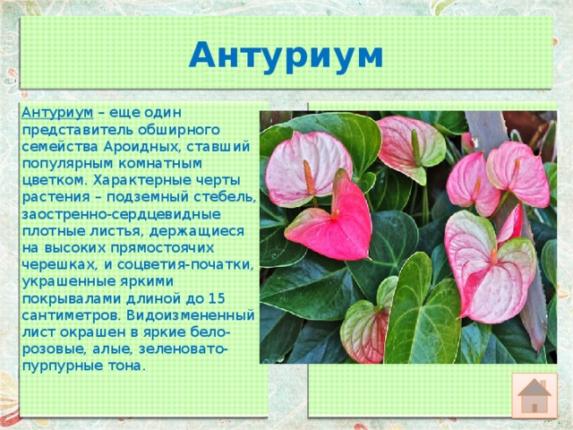 Антуриум Антуриум  – еще один представитель обширного семейства Ароидных, ставший популярным комнатным цветком. Характерные черты растения – подземный стебель, заостренно-сердцевидные плотные листья, держащиеся на высоких прямостоячих черешках, и соцветия-початки, украшенные яркими покрывалами длиной до 15 сантиметров. Видоизмененный лист окрашен в яркие бело-розовые, алые, зеленовато-пурпурные тона. 