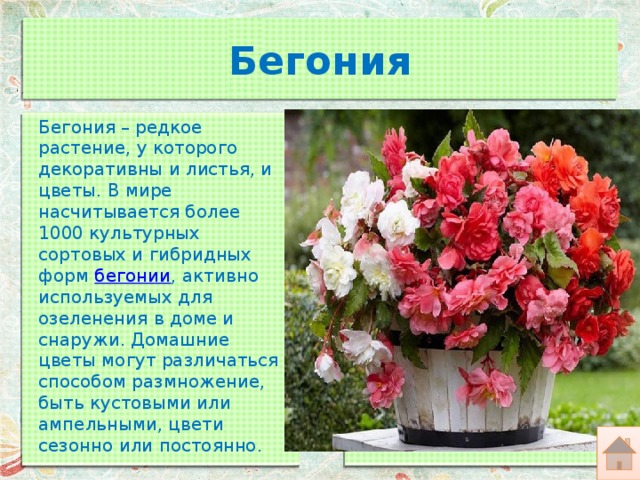 Бегония Бегония – редкое растение, у которого декоративны и листья, и цветы. В мире насчитывается более 1000 культурных сортовых и гибридных форм  бегонии , активно используемых для озеленения в доме и снаружи. Домашние цветы могут различаться способом размножение, быть кустовыми или ампельными, цвети сезонно или постоянно. 