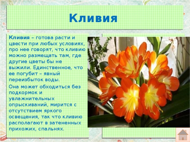 Кливия   Кливия  – готова расти и цвести при любых условиях, про нее говорят, что кливию можно размещать там, где другие цветы бы не выжили. Единственное, что ее погубит – явный переизбыток воды. Она может обходиться без подкормок и увлажнительных опрыскиваний, мирится с отсутствием яркого освещения, так что кливию располагают в затененных прихожих, спальнях. 