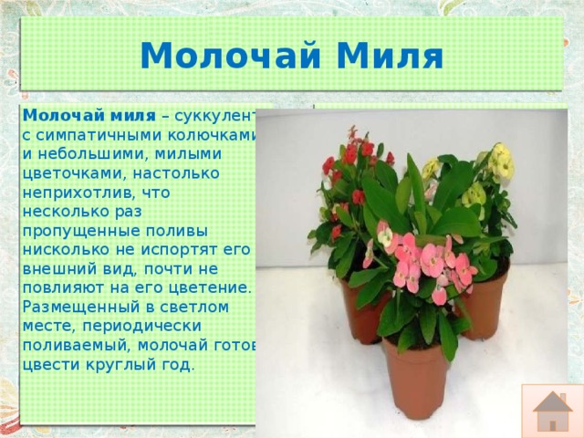 Молочай Миля Молочай миля  – суккулент с симпатичными колючками и небольшими, милыми цветочками, настолько неприхотлив, что несколько раз пропущенные поливы нисколько не испортят его внешний вид, почти не повлияют на его цветение. Размещенный в светлом месте, периодически поливаемый, молочай готов цвести круглый год. 
