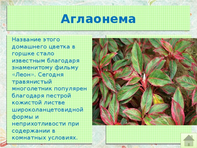 Аглаонема Название этого домашнего цветка в горшке стало известным благодаря знаменитому фильму «Леон». Сегодня травянистый многолетник популярен благодаря пестрой кожистой листве широколанцетовидной формы и неприхотливости при содержании в комнатных условиях. 