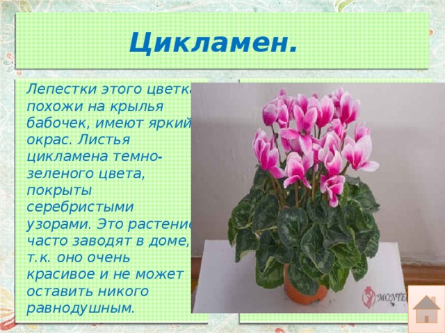 Цикламен.    Лепестки этого цветка похожи на крылья бабочек, имеют яркий окрас. Листья цикламена темно-зеленого цвета, покрыты серебристыми узорами. Это растение часто заводят в доме, т.к. оно очень красивое и не может оставить никого равнодушным. 