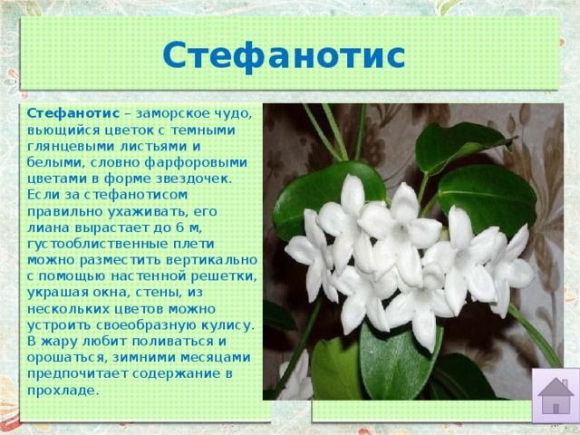 Стефанотис   Стефанотис  – заморское чудо, вьющийся цветок с темными глянцевыми листьями и белыми, словно фарфоровыми цветами в форме звездочек. Если за стефанотисом правильно ухаживать, его лиана вырастает до 6 м, густооблиственные плети можно разместить вертикально с помощью настенной решетки, украшая окна, стены, из нескольких цветов можно устроить своеобразную кулису. В жару любит поливаться и орошаться, зимними месяцами предпочитает содержание в прохладе. 