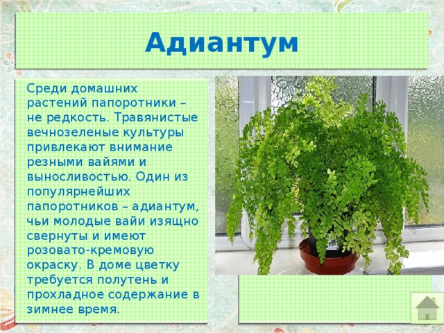 Адиантум Среди домашних растений папоротники – не редкость. Травянистые вечнозеленые культуры привлекают внимание резными вайями и выносливостью. Один из популярнейших папоротников – адиантум, чьи молодые вайи изящно свернуты и имеют розовато-кремовую окраску. В доме цветку требуется полутень и прохладное содержание в зимнее время. 