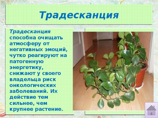 Традесканция Традесканция   способна очищать атмосферу от негативных эмоций, чутко реагируют на патогенную энергетику, снижают у своего владельца риск онкологических заболеваний. Их действие тем сильнее, чем крупнее растение.   
