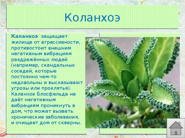 Коланхоэ Каланхоэ  защищает жилище от агрессивности, противостоит внешним негативным вибрациям раздражённых людей (например, скандальных соседей, которые постоянно чем-то недовольны и высказывают угрозы или проклятья). Каланхоэ Блосфельда не даёт негативным вибрациям проникнуть в дом, что может вызвать хронические заболевания, и очищает дом от скверны. 