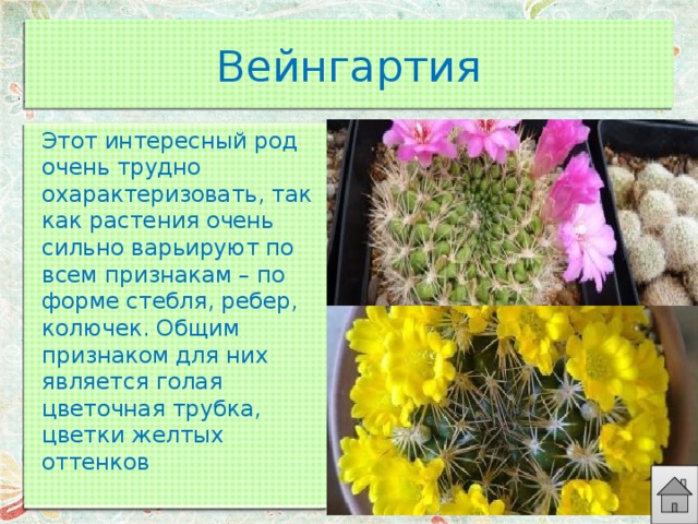 Вейнгартия Этот интересный род очень трудно охарактеризовать, так как растения очень сильно варьируют по всем признакам – по форме стебля, ребер, колючек. Общим признаком для них является голая цветочная трубка, цветки желтых оттенков 