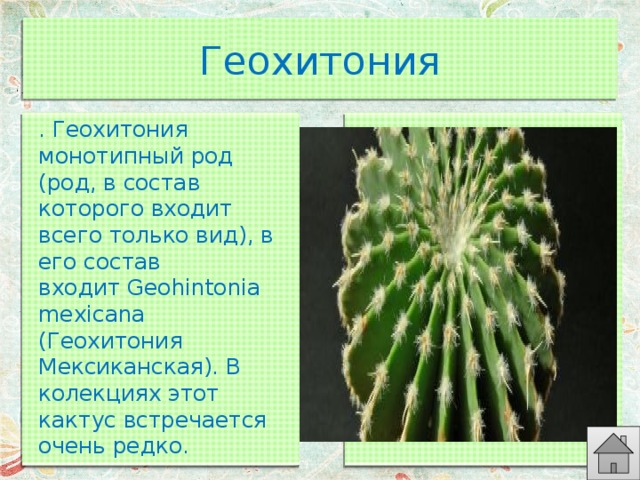 Геохитония . Геохитония монотипный род (род, в состав которого входит всего только вид), в его состав входит Geohintonia mexicana  (Геохитония Мексиканская). В колекциях этот кактус встречается очень редко. 