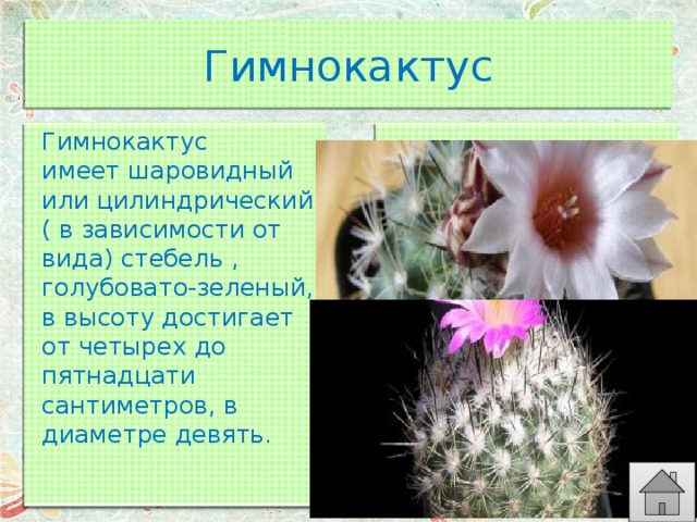 Гимнокактус Гимнокактус имеет шаровидный или цилиндрический ( в зависимости от вида) стебель , голубовато-зеленый, в высоту достигает от четырех до пятнадцати сантиметров, в диаметре девять. 