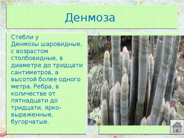 Денмоза Стебли у Денмозы шаровидные, с возрастом столбовидные, в диаметре до тридцати сантиметров, а высотой более одного метра. Ребра, в количестве от пятнадцати до тридцати, ярко-выраженные, бугорчатые. 