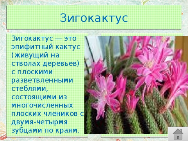 Зигокактус Зигокактус — это эпифитный кактус (живущий на стволах деревьев) с плоскими разветвленными стеблями, состоящими из многочисленных плоских члеников с двумя-четырмя зубцами по краям. 