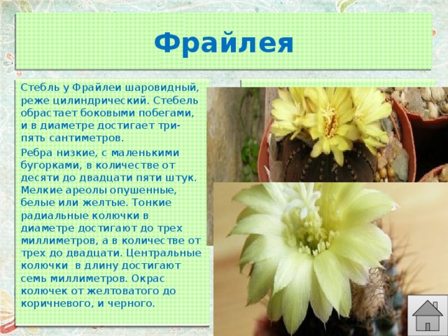 Фрайлея Стебль у Фрайлеи шаровидный, реже цилиндрический. Стебель обрастает боковыми побегами, и в диаметре достигает три-пять сантиметров. Ребра низкие, с маленькими бугорками, в количестве от десяти до двадцати пяти штук. Мелкие ареолы опушенные, белые или желтые. Тонкие радиальные колючки в диаметре достигают до трех миллиметров, а в количестве от трех до двадцати. Центральные колючки  в длину достигают семь миллиметров. Окрас колючек от желтоватого до коричневого, и черного. 