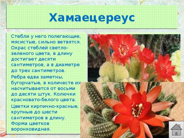 Хамаецереус Стебли у него полегающие, мясистые, сильно ветвятся. Окрас стеблей светло-зеленого цвета, в длину достигает десяти сантиметров, а в диаметре до трех сантиметров. Ребра едва заметны, бугорчатые, в количесте их насчитывается от восьми до десяти штук. Колючки красновато-белого цвета. Цветки кирпично-красные, крупные до шести сантиметров в длину. Форма цветков воронковидная. 