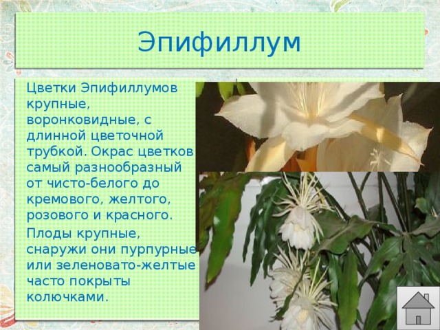 Эпифиллум Цветки Эпифиллумов крупные, воронковидные, с длинной цветочной трубкой. Окрас цветков самый разнообразный от чисто-белого до кремового, желтого, розового и красного. Плоды крупные, снаружи они пурпурные или зеленовато-желтые часто покрыты колючками. 