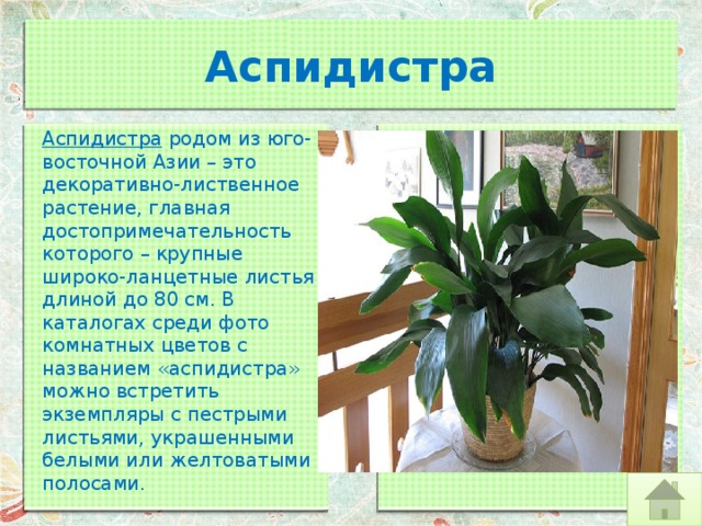 Аспидистра Аспидистра  родом из юго-восточной Азии – это декоративно-лиственное растение, главная достопримечательность которого – крупные широко-ланцетные листья длиной до 80 см. В каталогах среди фото комнатных цветов с названием «аспидистра» можно встретить экземпляры с пестрыми листьями, украшенными белыми или желтоватыми полосами. 