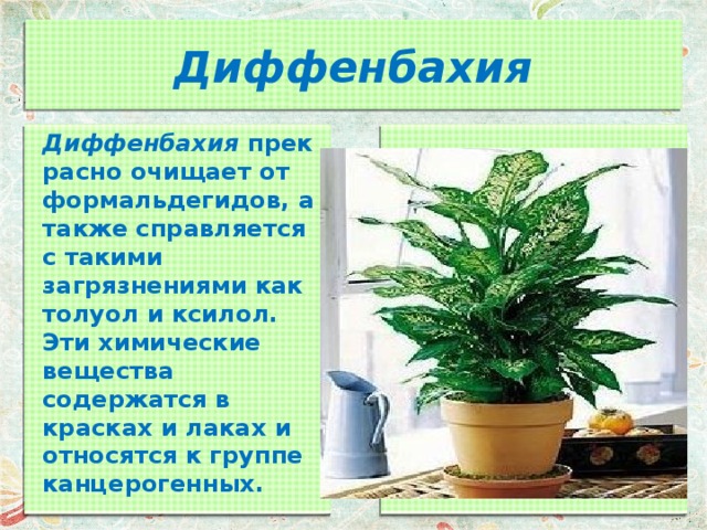 Диффенбахия Диффенбахия  прекрасно очищает от формальдегидов, а также справляется с такими загрязнениями как толуол и ксилол. Эти химические вещества содержатся в красках и лаках и относятся к группе канцерогенных.  