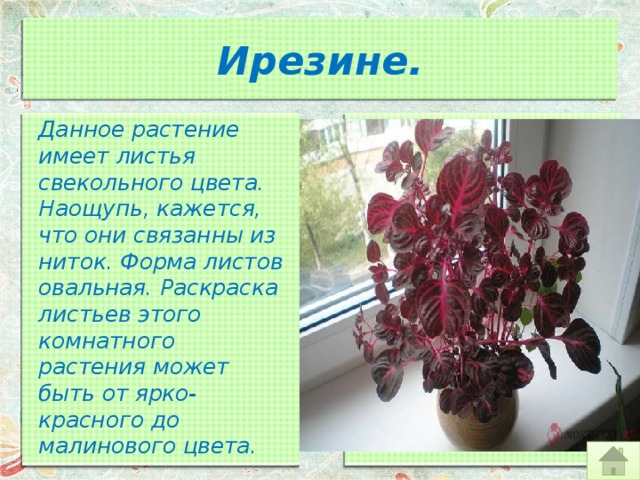 Ирезине. Данное растение имеет листья свекольного цвета. Наощупь, кажется, что они связанны из ниток. Форма листов овальная. Раскраска листьев этого комнатного растения может быть от ярко-красного до малинового цвета. 