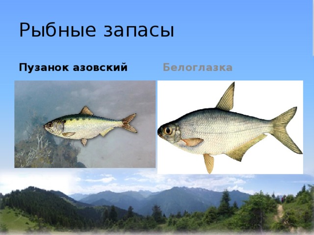 Рыбные запасы Пузанок азовский Белоглазка 