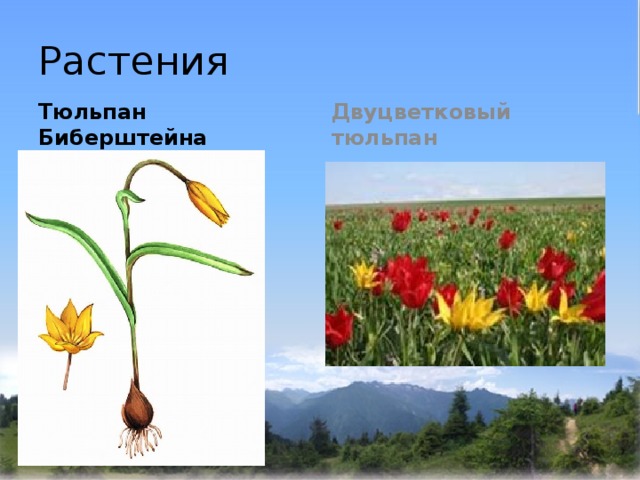 Растения Тюльпан Биберштейна Двуцветковый тюльпан 