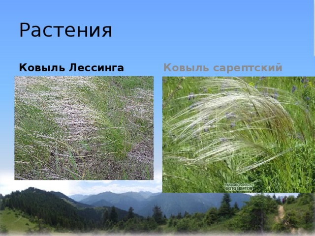 Растения Ковыль Лессинга Ковыль сарептский 