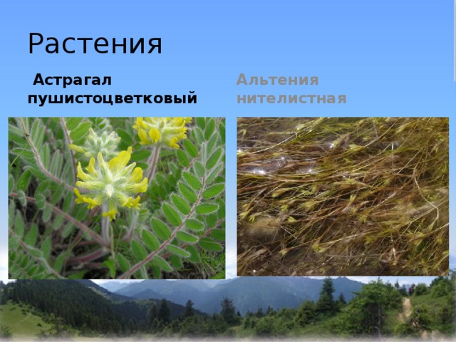 Растения  Астрагал пушистоцветковый  Альтения нителистная 