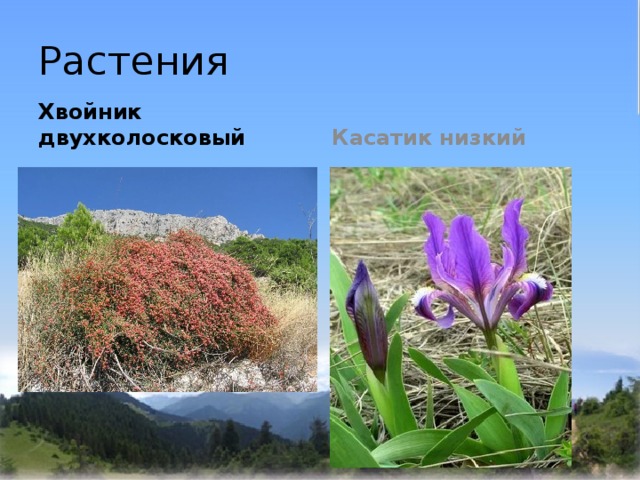 Растения Хвойник двухколосковый Касатик низкий 