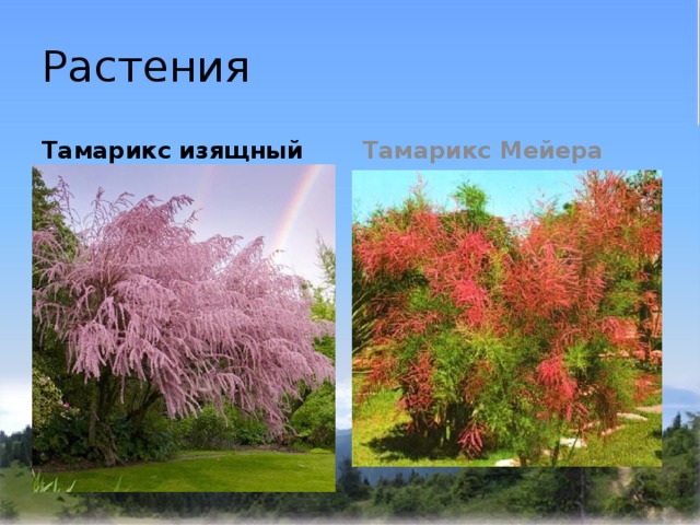 Растения Тамарикс изящный Тамарикс Мейера 