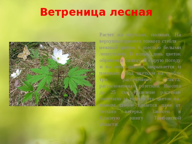 Ветреница лесная   Растет на опушках, полянах. На верхушке прямого тонкого стебля – нежный цветок с шестью белыми лепестками. В ясный день цветок обращен к солнцу. В сырую погоду и на ночь цветок закрывается и поникает. Под цветком на стебле три рассечённых листа, расположенных розеткой. Высота до 25 см. Название растение получило за то, что его цветок на тонком стебле качается даже от легкого ветерка. Занесен в Красную книгу Тамбовской области. 
