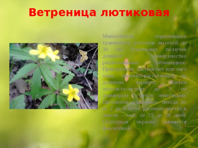 Ветреница лютиковая   Многолетнее корневищное травянистое растение высотой до 30 см. Корневище ползучее длинное поверхностно расположенное, чётковидное. Прикорневых листьев нет или лист один, пальчато-рассеченный на длинном черешке. Цветки золотисто-желтые до 3 см диаметром с пятью лепестками. Цветоносы одиночные, иногда их от 2 до 5 штук растение цветет в апреле – мае, от 15 до 20 дней. Пурпурная окраска сменяется фиолетовой. 