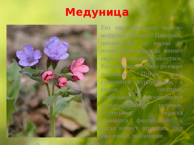 Медуница   Его еще называют цветок-колдунья. Почему? Наверное, потому что от весны до осени он четырежды меняет окраску своих лепестков. Колокольчики у него розовые поначалу. Потом они становятся пурпурными, а рядом, на соседних стебельках появляются новые- опять розовые. Пурпурная окраска сменяется фиолетовой. А когда начнут отцветать они уже синие, поблекшие. 