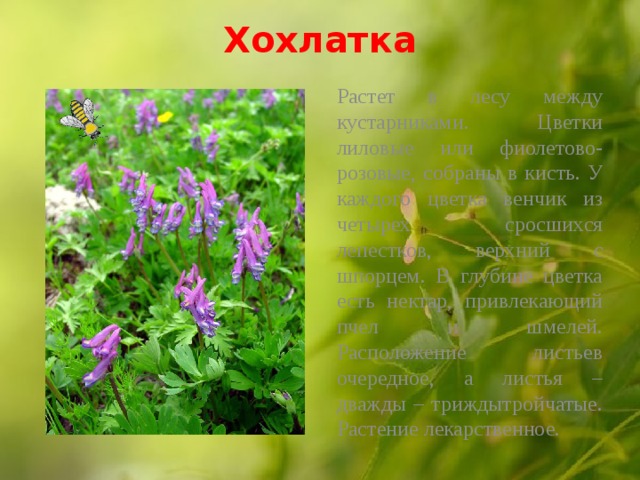 Хохлатка   Растет в лесу между кустарниками. Цветки лиловые или фиолетово-розовые, собраны в кисть. У каждого цветка венчик из четырех сросшихся лепестков, верхний с шпорцем. В глубине цветка есть нектар, привлекающий пчел и шмелей. Расположение листьев очередное, а листья – дважды – триждытройчатые. Растение лекарственное.  