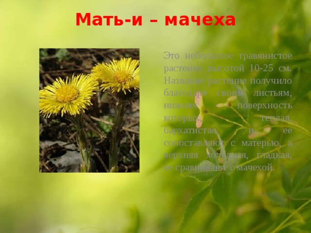 Мать-и – мачеха   Это небольшое травянистое растение высотой 10-25 см. Название растение получило благодаря своим листьям, нижняя поверхность которых, теплая, бархатистая, и ее сопоставляют с матерью, а верхняя холодная, гладкая, ее сравнивают с мачехой.  