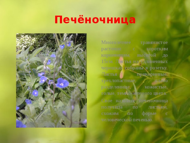  Печёночница   Многолетнее травянистое растение с коротким корневищем, высотой до 15см. Листья на удлиненных черешках собраны в розетку. Листья прикорневые, трехлопастные, слабо разделенные, кожистые, голые, темно-зеленого цвета. Свое название печеночница получила по листьям, схожим по форме с человеческой печенью.  