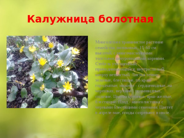  Калужница болотная   Многолетнее травянистое расте­ние семейства лютиковых ,  15-60 см высотой, с многочисленными толстыми, шнуровидными корнями. Стебель утолщенный, приподнимающийся, внутри полый, кверху ветвистый. Листья темно-зеленые, блестящие, по краю городчатые; нижние - сердцевидные, на черешках, верхние - почковидные, сидячие. Цветки крупные, ярко-желтые, блестящие. Плод - многолистовка с черными блестящими семенами. Цветет в апреле-мае, плоды созревают в июле.  
