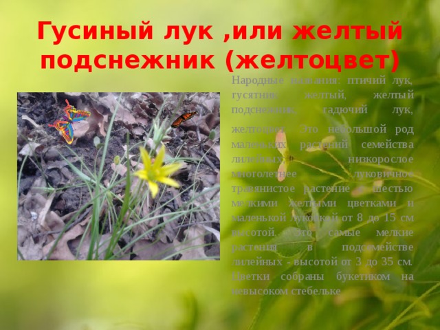  Гусиный лук ,или желтый подснежник (желтоцвет)   Народные названия: птичий лук, гусятник желтый, желтый подснежник, гадючий лук, желтоцвет.  Это небольшой род маленьких растений семейства лилейных; низкорослое многолетнее луковичное травянистое растение с шестью мелкими желтыми цветками и маленькой луковкой от 8 до 15 см высотой. Это самые мелкие растения в подсемействе лилейных - высотой от 3 до 35 см. Цветки собраны букетиком на невысоком стебельке  