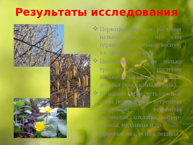 Результаты исследования   Первоцветами эти растения назвали потому, что они первыми «встречают весну», т.е. цветут первыми. Выяснили, что не только травянистые растения являются первоцветами, но и деревья (ива, осина, береза). В нашем крае есть разные виды первоцветов: ветреница дубравная, ветреница лютиковая, хохлатка, мать-и-мачеха, медуница и др.  Деревья: ива, осина, лещина  