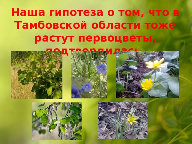 Наша гипотеза о том, что в Тамбовской области тоже растут первоцветы, подтвердилась.    