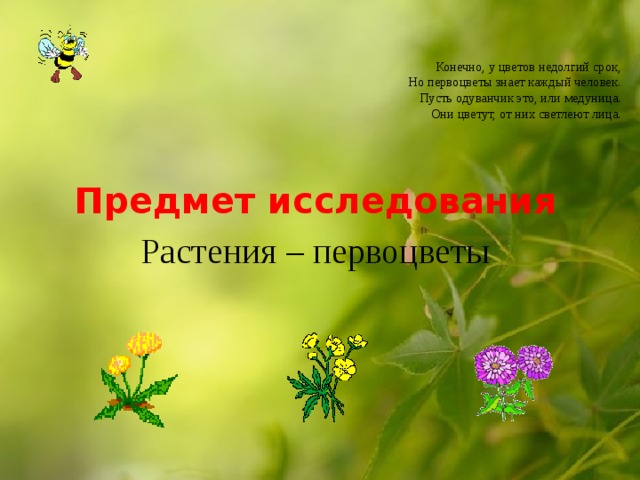  Конечно, у цветов недолгий срок,  Но первоцветы знает каждый человек.  Пусть одуванчик это, или медуница.  Они цветут, от них светлеют лица.    Предмет исследования Растения – первоцветы 