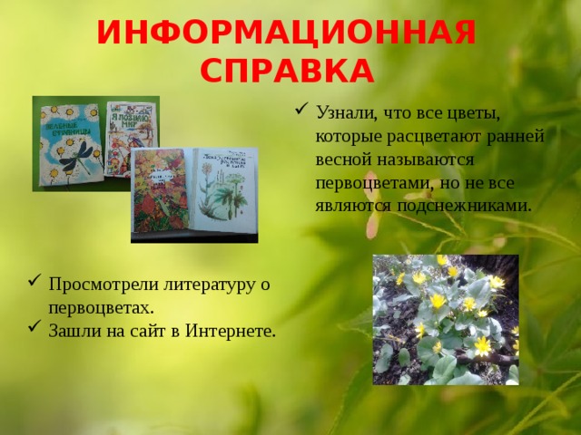ИНФОРМАЦИОННАЯ СПРАВКА Узнали, что все цветы, которые расцветают ранней весной называются первоцветами, но не все являются подснежниками. Просмотрели литературу о первоцветах. Зашли на сайт в Интернете. 