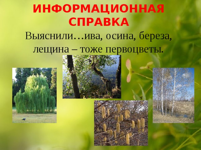 ИНФОРМАЦИОННАЯ СПРАВКА  Выяснили…ива, осина, береза, лещина – тоже первоцветы. 
