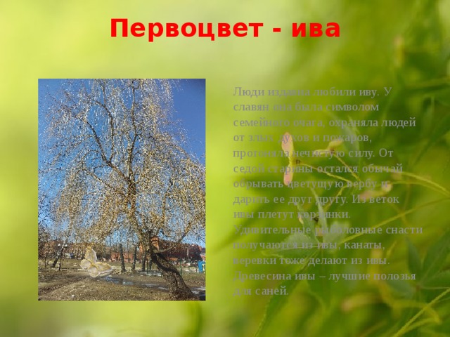 Первоцвет - ива   Люди издавна любили иву. У славян она была символом семейного очага, охраняла людей от злых духов и пожаров, прогоняла нечистую силу. От седой старины остался обычай обрывать цветущую вербу и дарить ее друг другу. Из веток ивы плетут корзинки. Удивительные рыболовные снасти получаются из ивы, канаты, веревки тоже делают из ивы. Древесина ивы – лучшие полозья для саней. 