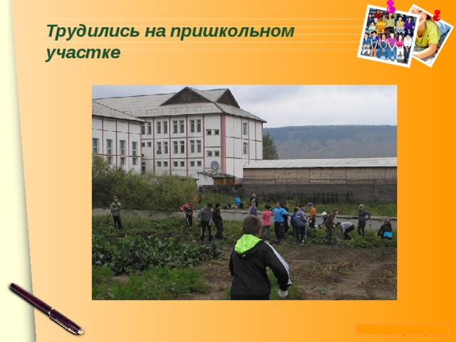 Трудились на пришкольном участке   
