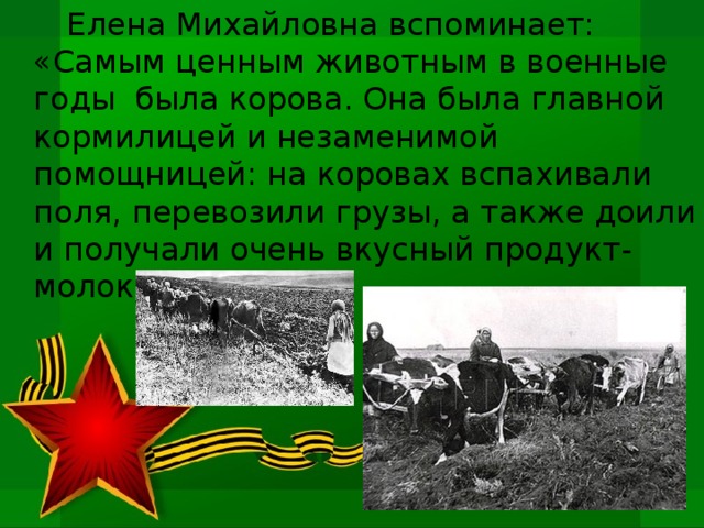  Елена Михайловна вспоминает: «Самым ценным животным в военные годы была корова. Она была главной кормилицей и незаменимой помощницей: на коровах вспахивали поля, перевозили грузы, а также доили и получали очень вкусный продукт-молоко!» 