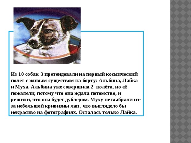 Из 10 собак   3 претендовали на первый космический полёт с живым существом на борту: Альбина, Лайка и Муха. Альбина уже совершила 2  полёта, но её пожалели, потому что она ждала потомство, и решили, что она будет дублёром. Муху не выбрали из-за небольшой кривизны лап  , что выглядело бы некрасиво на фотографиях. Осталась только Лайка. 